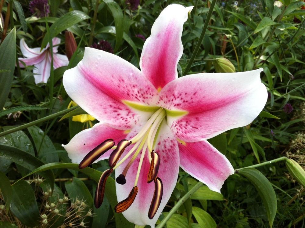 Photo of Lily (Lilium 'Anastasia') uploaded by Ispahan