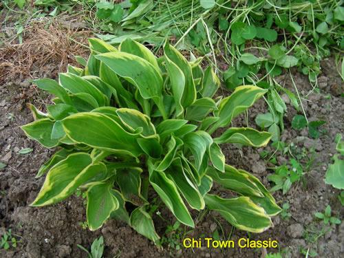 Photo of Hosta 'Chi-town Classic' uploaded by Joy