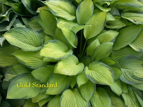 Photo of Hosta 'Gold Standard' uploaded by Joy
