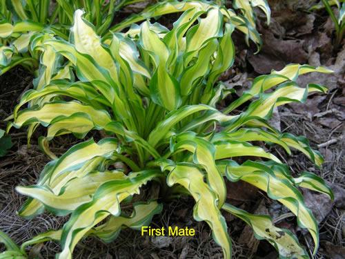Photo of Hosta 'First Mate' uploaded by Joy
