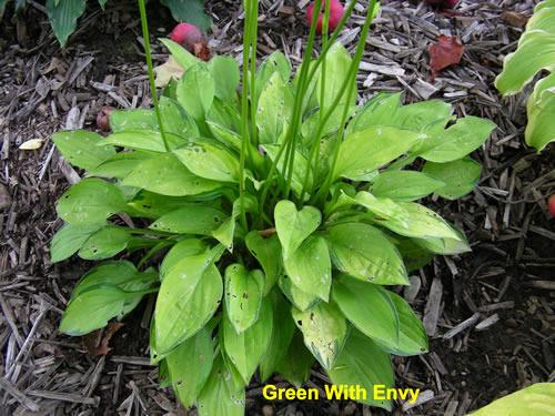 Photo of Hosta 'Green with Envy' uploaded by Joy