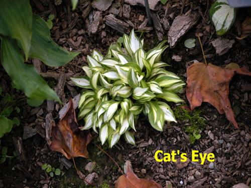 Photo of Hosta 'Cat's Eyes' uploaded by Joy