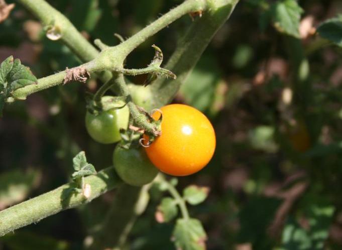 Photo of Tomato (Solanum lycopersicum 'SunSugar F1') uploaded by KentPfeiffer