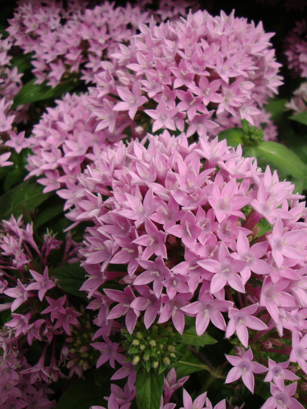 Photo of Egyptian Star Cluster (Pentas 'Graffiti Pink') uploaded by Paul2032