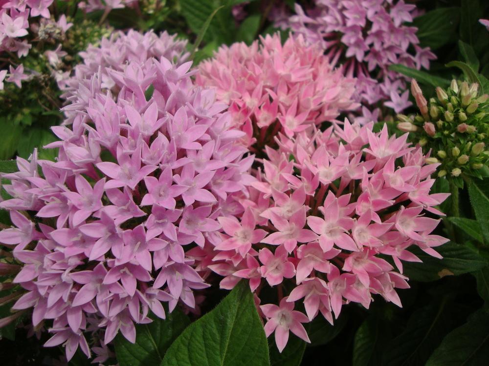 Photo of Egyptian Star Cluster (Pentas 'Graffiti Pink') uploaded by Paul2032