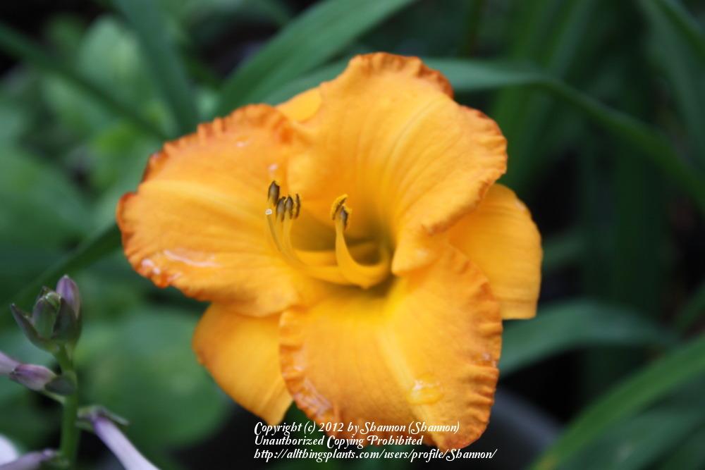Photo of Daylily (Hemerocallis 'Bahama Butterscotch') uploaded by Shannon
