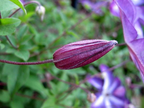 Photo of Clematis (Clematis viticella 'Venosa Violacea') uploaded by goldfinch4