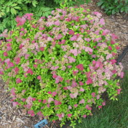 Location: My garden, zone 4 Wisconsin
Date: 2012-06-15
Same plant in June