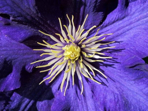 Photo of Clematis 'Lady Betty Balfour' uploaded by goldfinch4