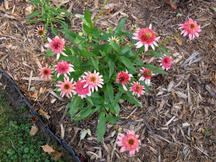 Photo of Coneflower (Echinacea 'Secret Passion') uploaded by goldfinch4