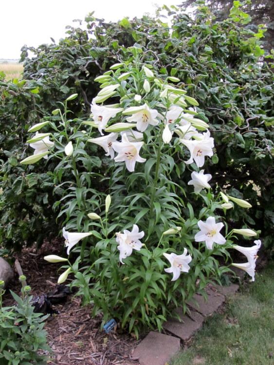 Photo of Lily (Lilium 'Long Island') uploaded by goldfinch4