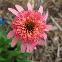 Location: My garden, zone 4 Wisconsin
Date: 2012-07-04
zone 4 Wisconsin