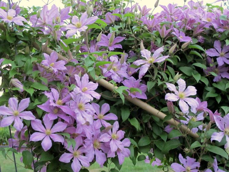 Photo of Clematis 'Comtesse de Bouchaud' uploaded by goldfinch4