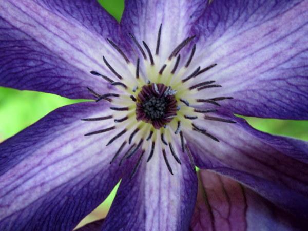 Photo of Clematis (Clematis viticella 'Venosa Violacea') uploaded by goldfinch4