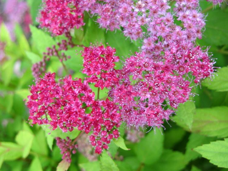 Photo of Japanese Spirea (Spiraea japonica 'Goldflame') uploaded by goldfinch4