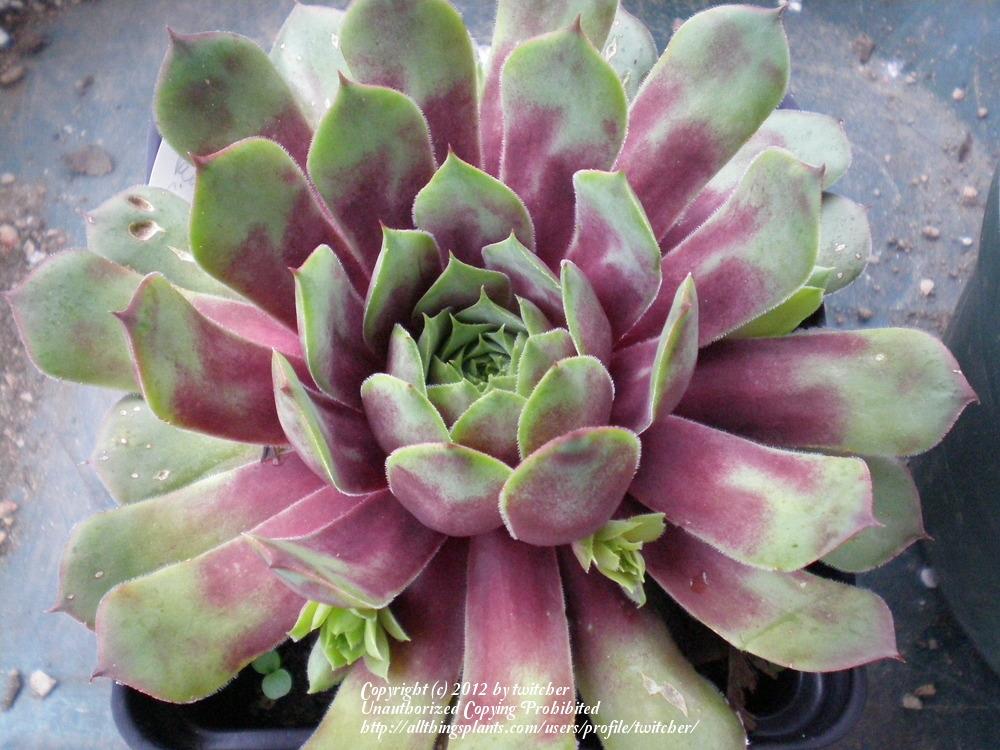 Photo of Hen and Chicks (Sempervivum 'Pacific Country Cousin') uploaded by twitcher