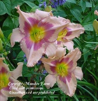 Photo of Daylily (Hemerocallis 'Designer Gown') uploaded by vic