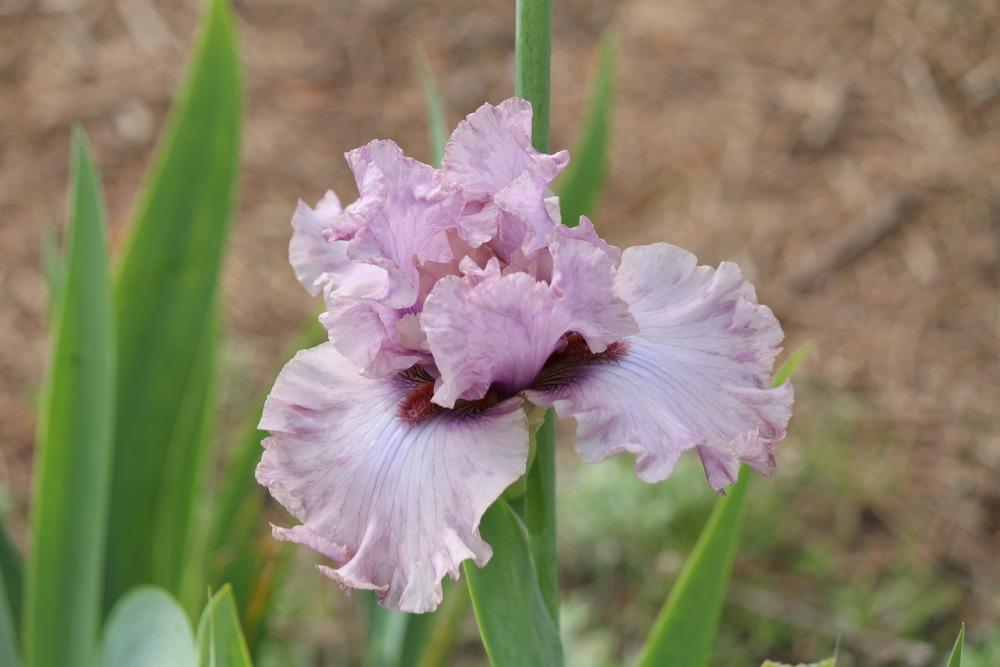 Photo of Tall Bearded Iris (Iris 'Smoky Whispers') uploaded by ARUBA1334