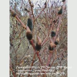 Location: JBsPlants at Roblyn Farm, New Jersey
Date: May 2012
Black Pussy Willow Catkins