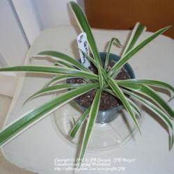 Location: JBsPlants at Roblyn Farm, New Jersey
Date: 2010-01-09
Reverse Variegated Spider Plant