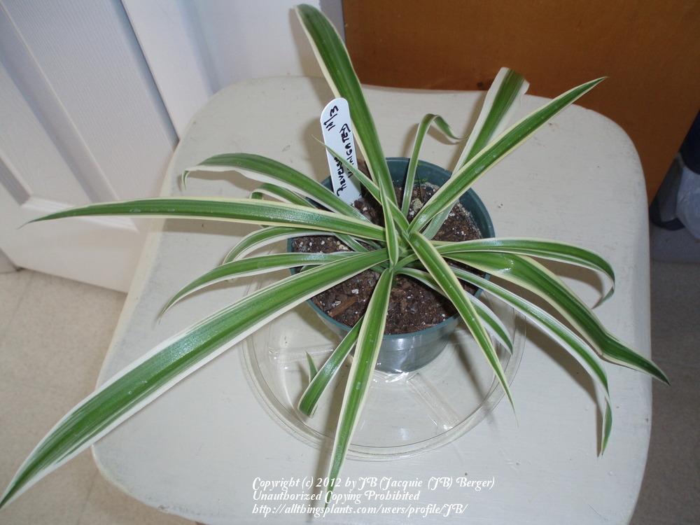 Photo of Spider Plant (Chlorophytum comosum 'Variegatum') uploaded by JB