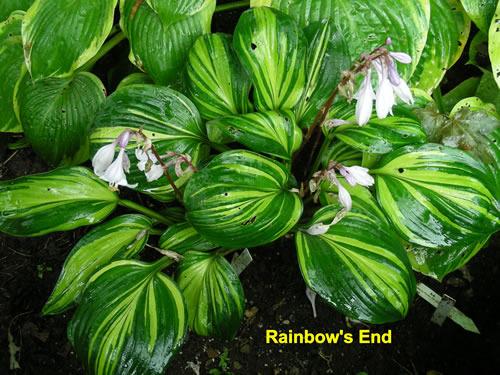 Photo of Hosta 'Rainbow's End' uploaded by Joy