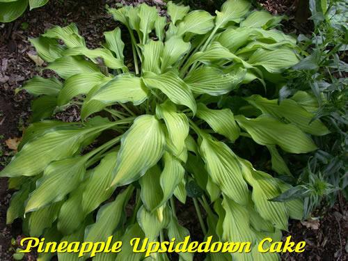 Photo of Hosta 'Pineapple Upsidedown Cake' uploaded by Joy