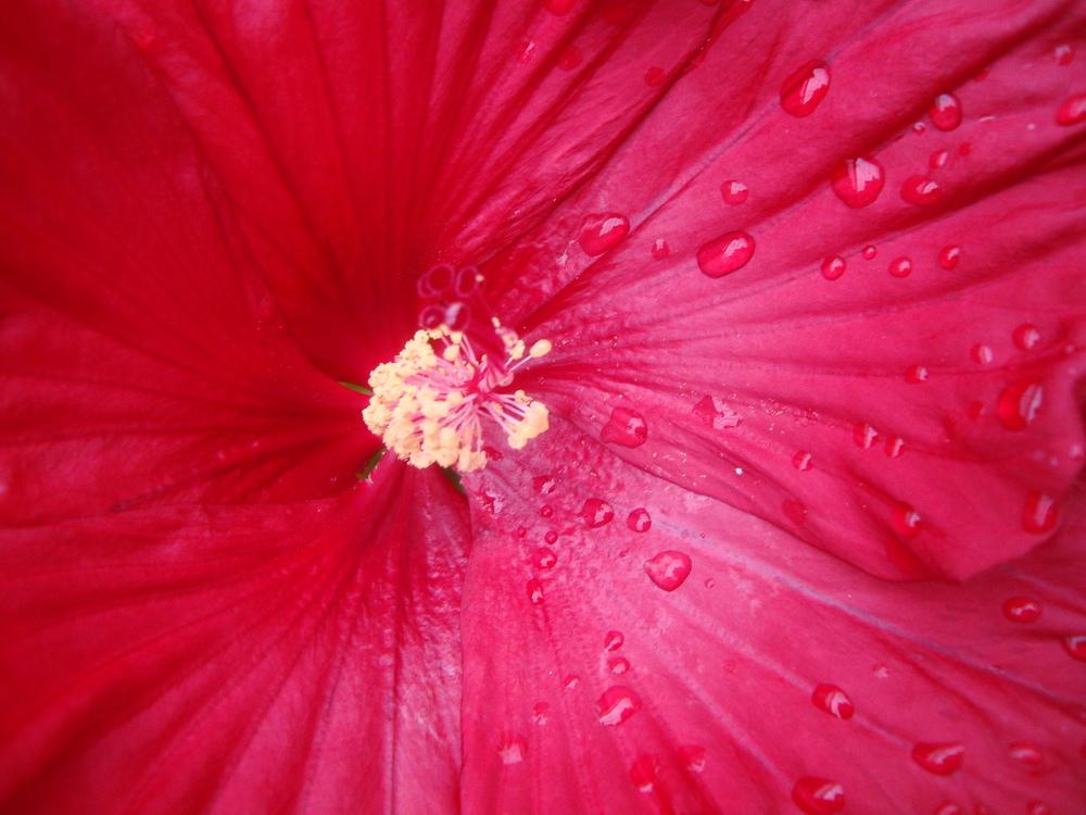 Photo of Hybrid Hardy Hibiscus (Hibiscus Summerific™ Cranberry Crush) uploaded by Paul2032