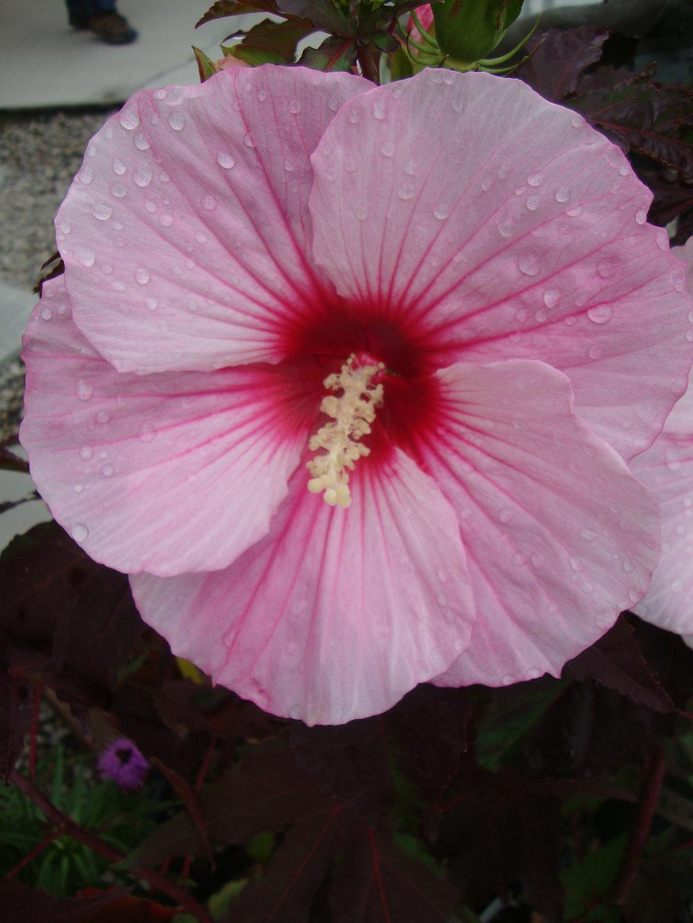 Photo of Hybrid Hardy Hibiscus (Hibiscus Summerific™ Summer Storm) uploaded by Paul2032