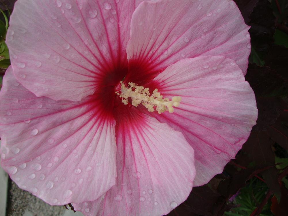 Photo of Hybrid Hardy Hibiscus (Hibiscus Summerific™ Summer Storm) uploaded by Paul2032