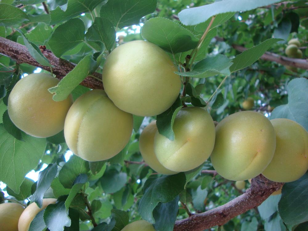 Photo of Apricots (Prunus armeniaca) uploaded by Paul2032