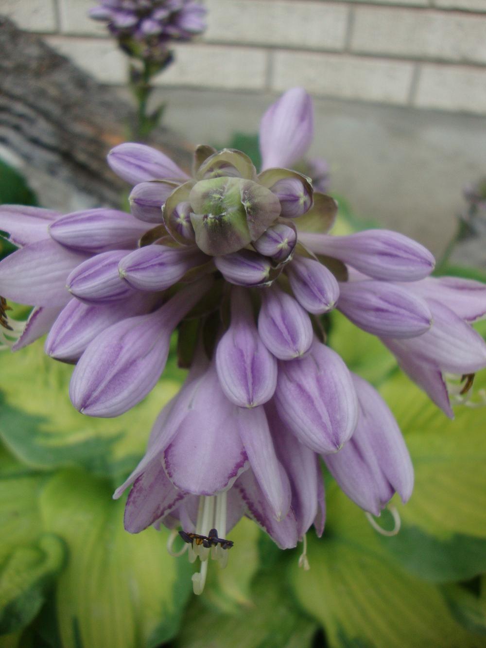 Photo of Hosta 'Old Glory' uploaded by Paul2032