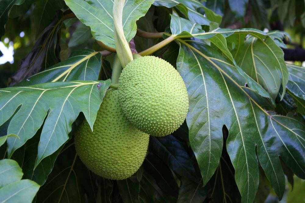 Photo of Breadfruit (Artocarpus altilis) uploaded by RobertB