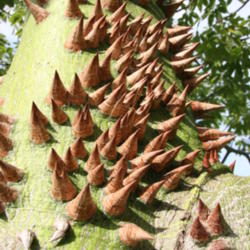 Location: Bradenton, Florida
Date: 2012-07-04
Kapok Tree (Ceiba pentandra)