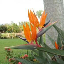 Location: Bradenton, Florida
Date: 2012-07-04
Double Bloom on Bird of Paradise