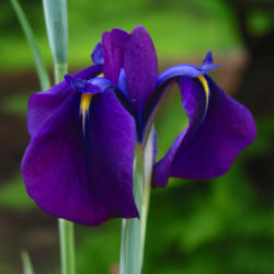 Location: z6a MA, My Garden
Date: 2012-06-07
1st JI bloom 2012. Blue highlights and veining more visible under