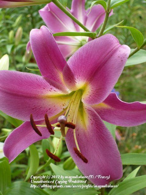 Photo of Lily (Lilium 'Mussasi') uploaded by magnolialover