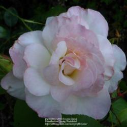 Location: In my Northern California garden
Date: 2012-07-04