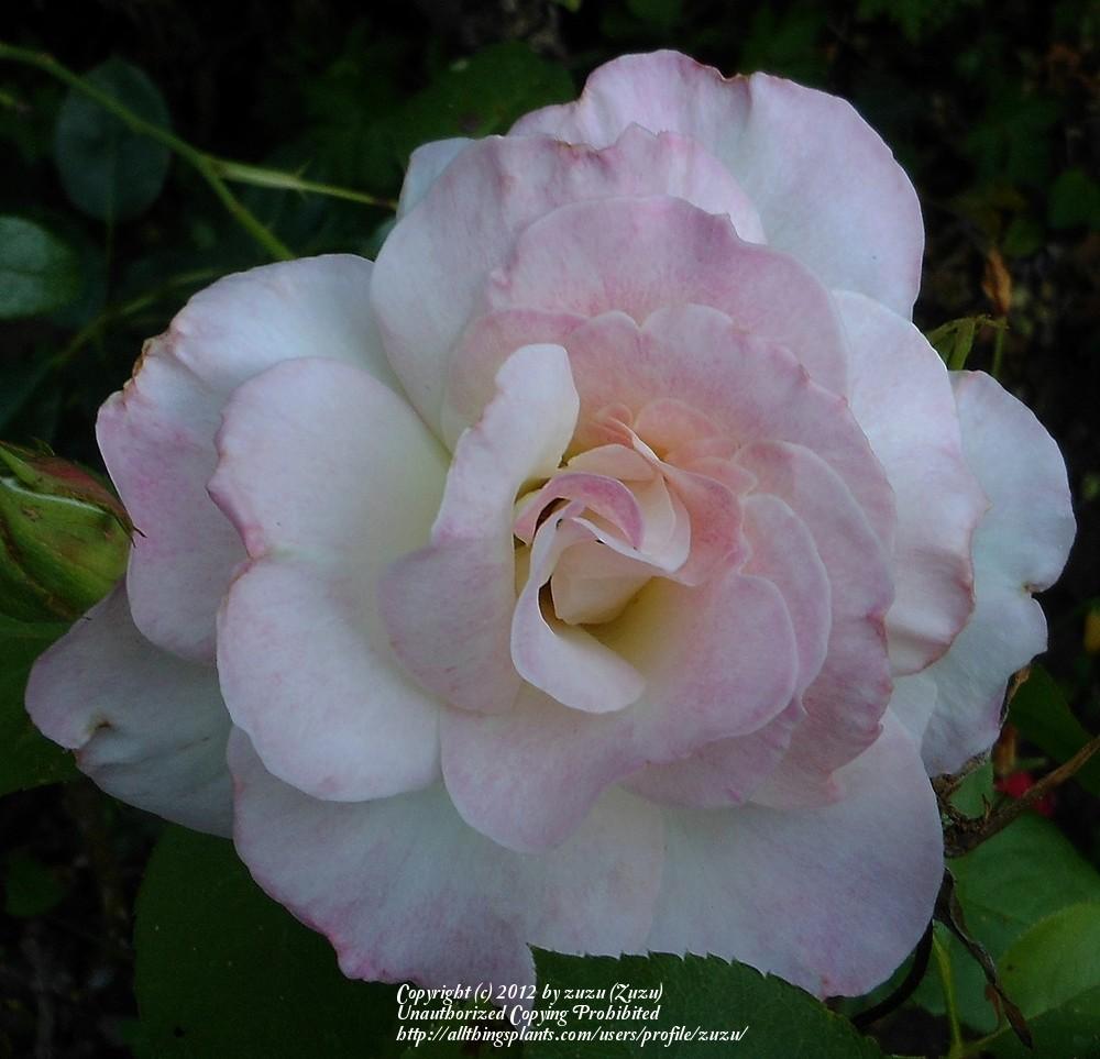 Photo of Rose (Rosa 'Charles Aznavour') uploaded by zuzu