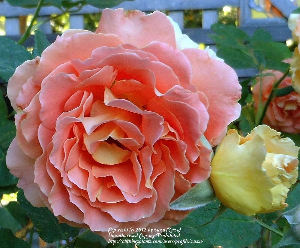 Photo of Rose (Rosa 'Brass Band') uploaded by zuzu