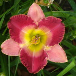 Location: My garden in Bakersfield, CA
Date: 2012-05-30 