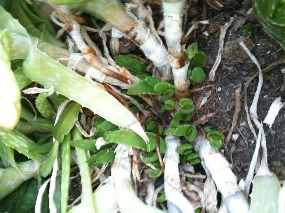 Photo of Aloe Vera (Aloe vera) uploaded by BookerC1