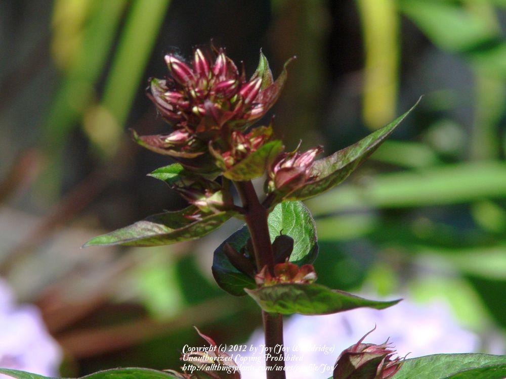 Photo of Garden Phlox (Phlox paniculata 'Bright Eyes') uploaded by Joy