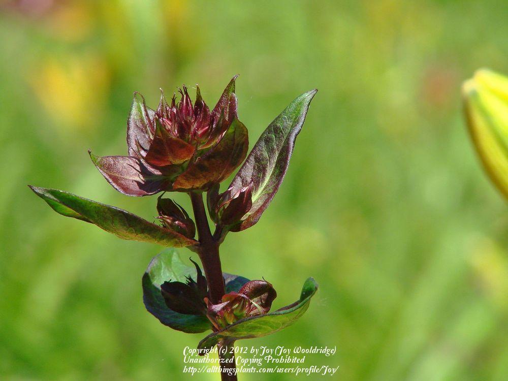 Photo of Garden Phlox (Phlox paniculata 'Bright Eyes') uploaded by Joy