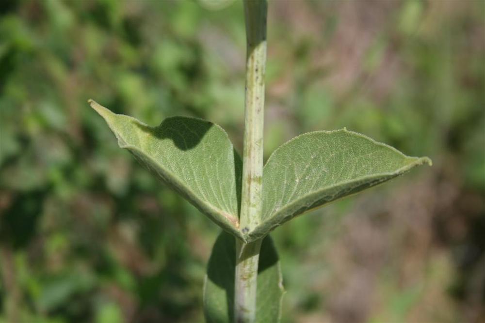 Photo of Smooth Rosinweed (Silphium integrifolium var. laeve) uploaded by KentPfeiffer
