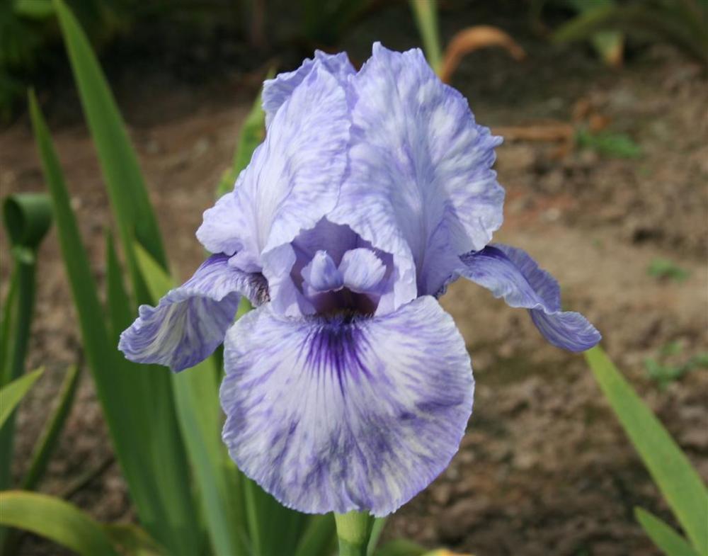Photo of Arilbred Iris (Iris 'Mohr Pretender') uploaded by KentPfeiffer