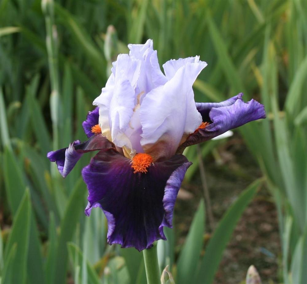 Photo of Tall Bearded Iris (Iris 'Sharpshooter') uploaded by KentPfeiffer