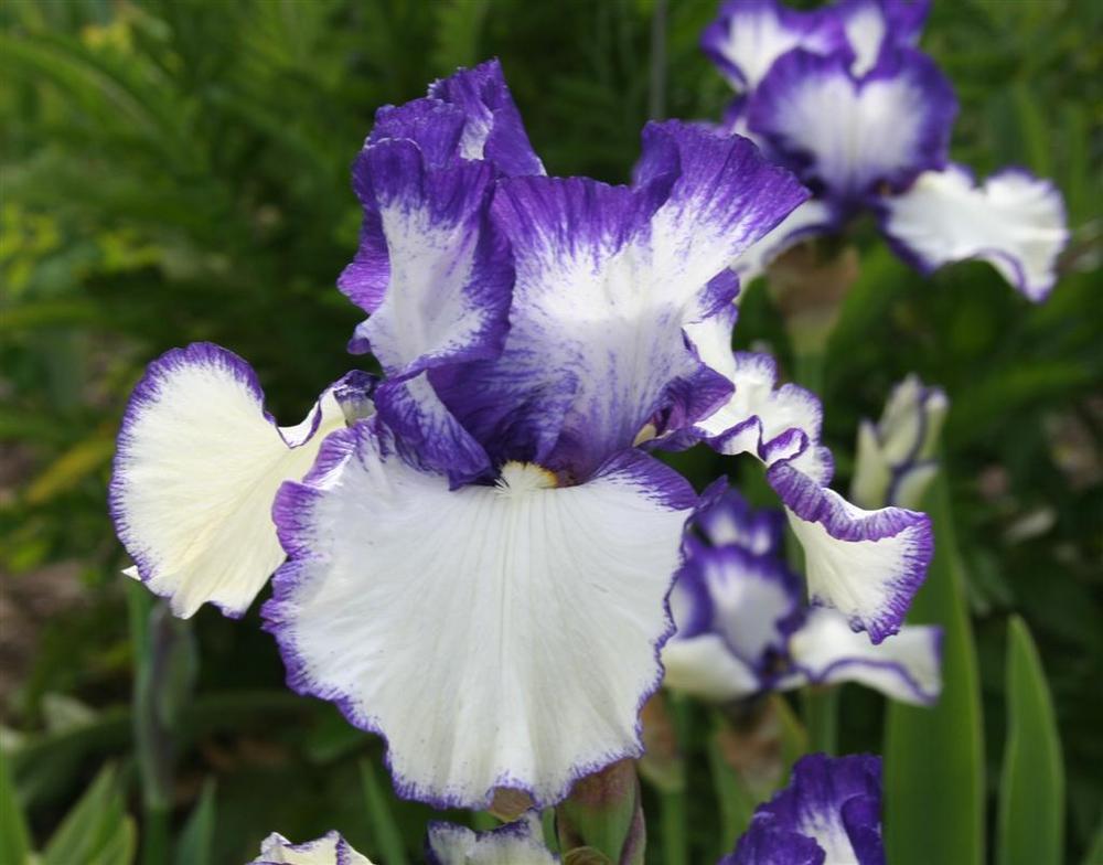 Photo of Tall Bearded Iris (Iris 'Presby's Crown Jewel') uploaded by KentPfeiffer