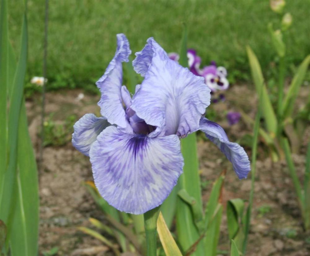 Photo of Arilbred Iris (Iris 'Mohr Pretender') uploaded by KentPfeiffer