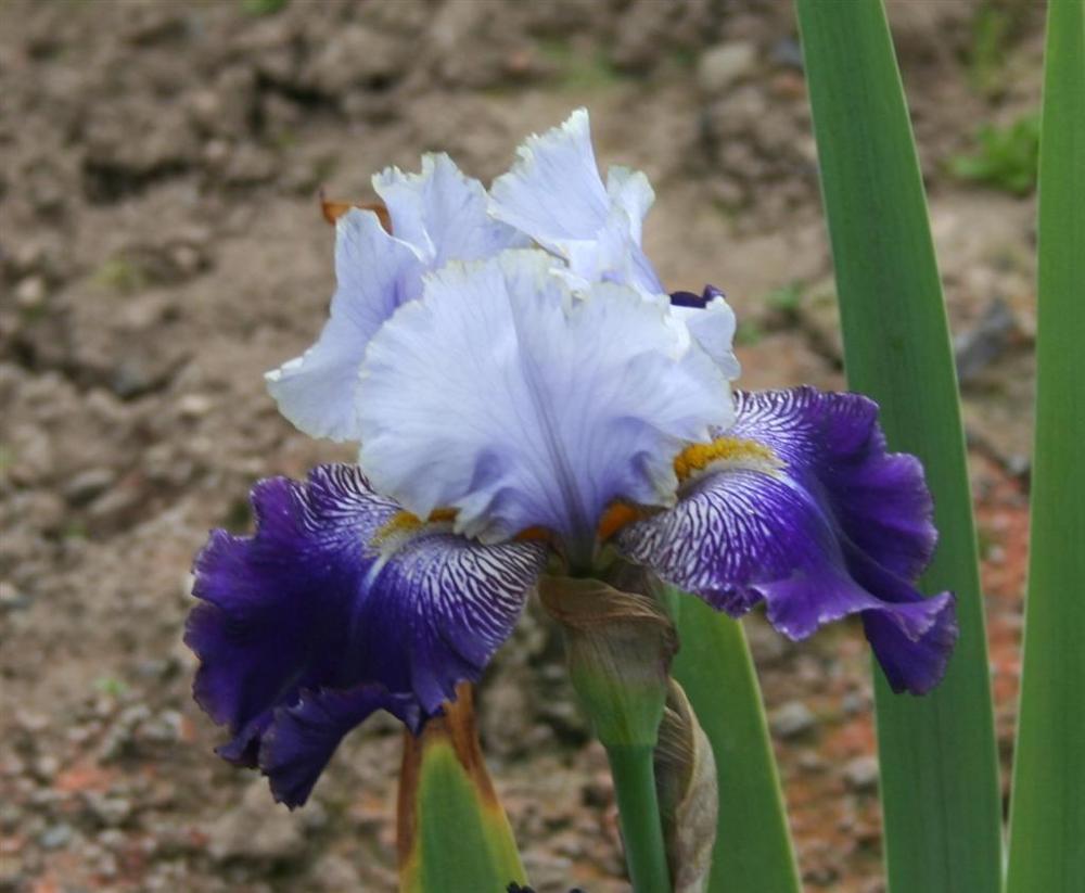 Photo of Tall Bearded Iris (Iris 'Slovak Prince') uploaded by KentPfeiffer